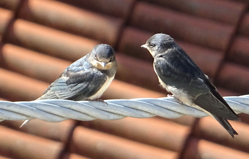 rondini....stessa Famiglia ? s: Hirundo rustica